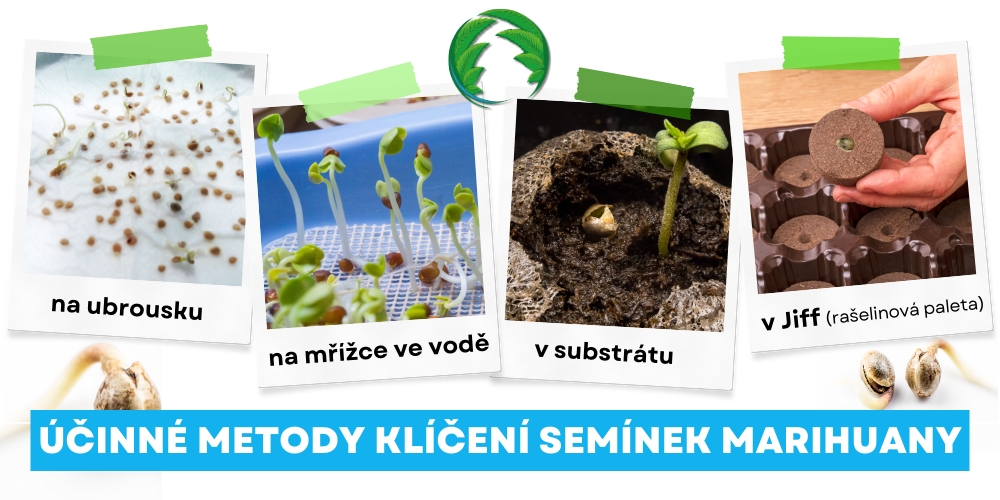 oblíbené metody klíčení marihuany