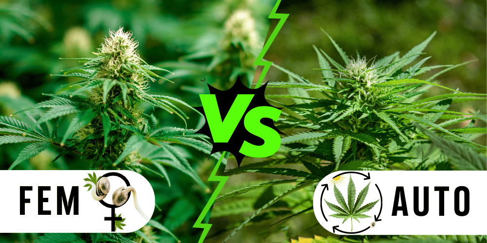 feminized vs autoflower