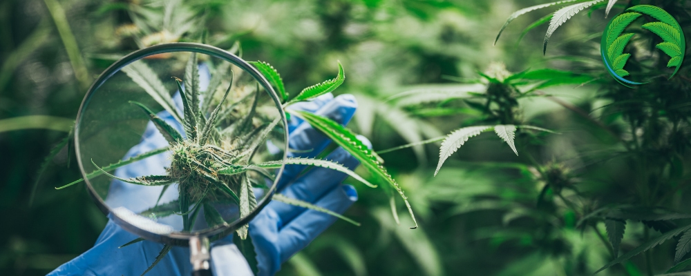 Marihuana květ pod lupou