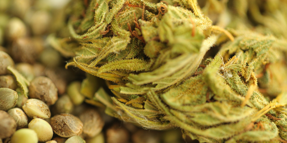 CBD semínka a CBD květy