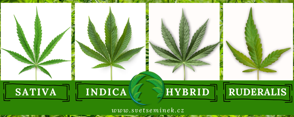 druhy marihuany: sativa, indica, hybrid, ruderalis