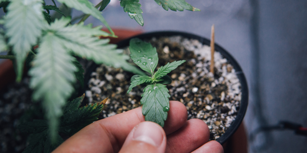 Sazenice konopí v truhlíku