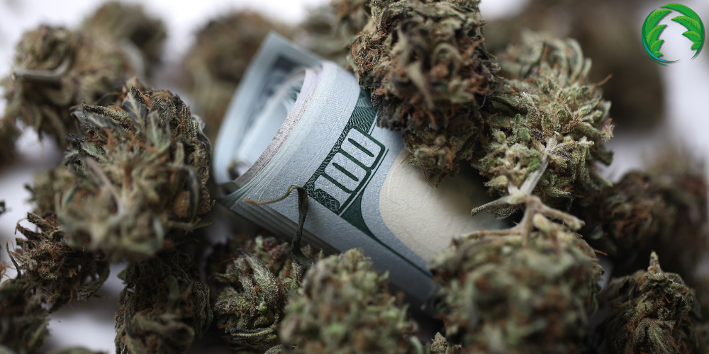 Nejvýnosnější odrůdy marihuany