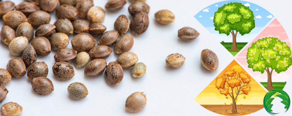 celoroční semínka konopí