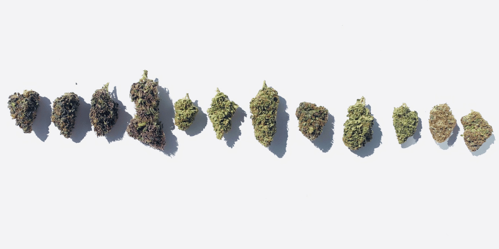 CBD květy po infuzaci