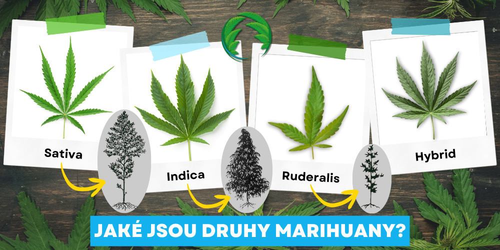 genotyp sativa, indica, ruderalis, hybrid