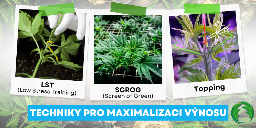 Techniky pro maximalizaci výnosu konopí