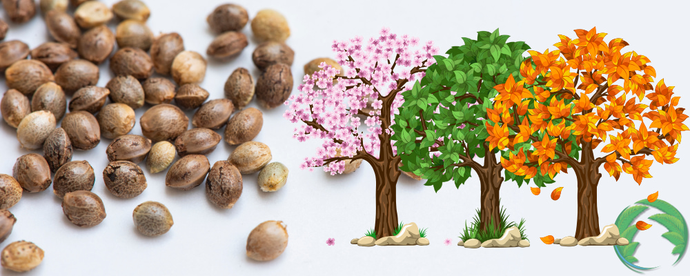 Pěstování konopí podle klimatických podmínek