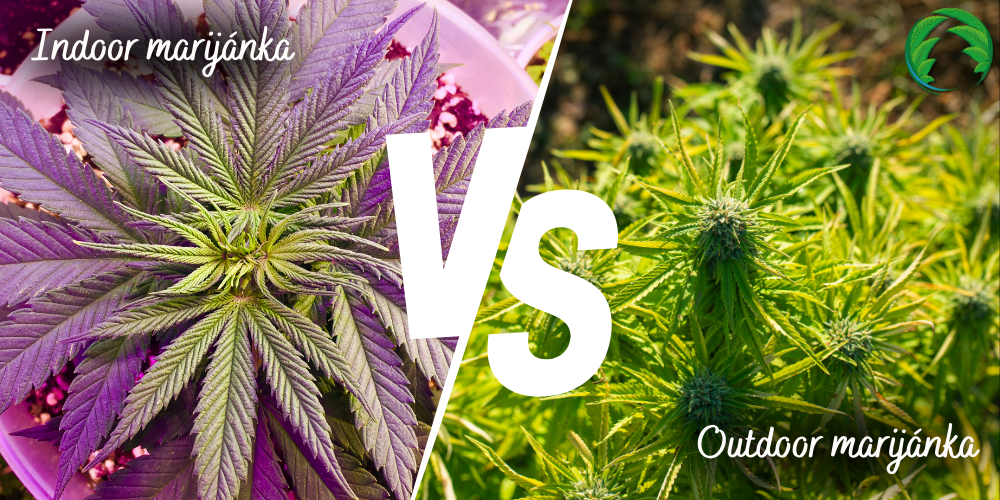 Rostlina marihuany indoor vs outdoor