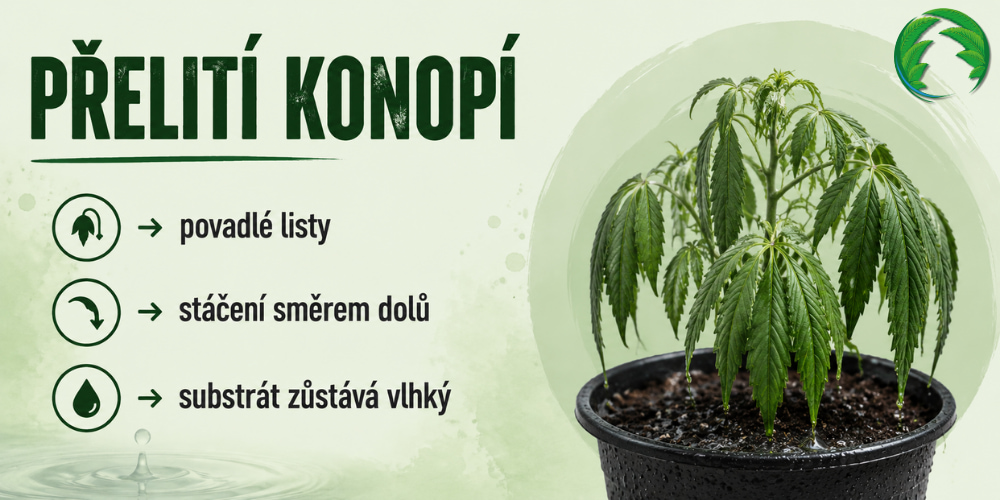 Přelitá rostlina konopí