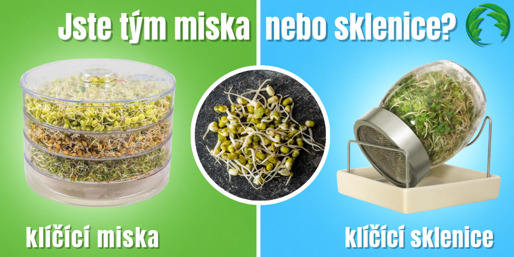 klíčící miska vs klíčící sklenice