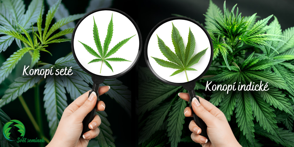 sativa vs indica pod lupou