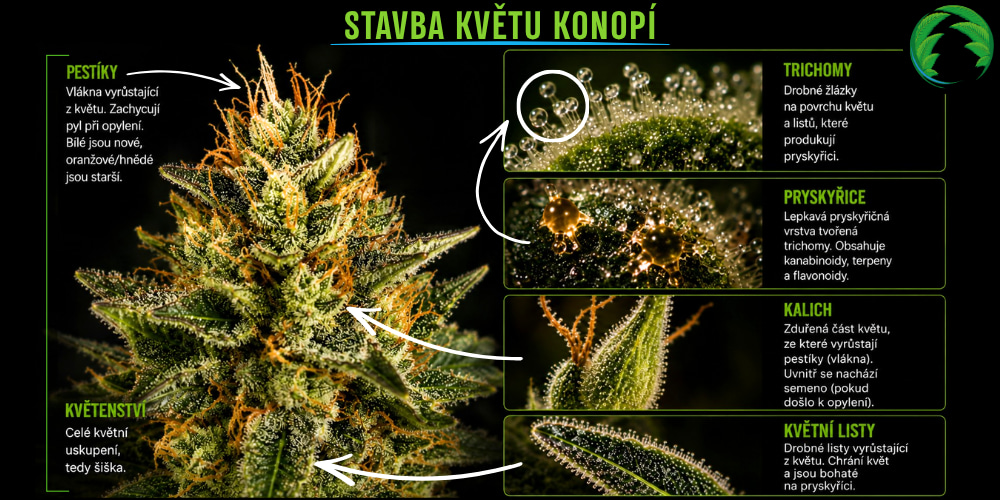 Stavba květu marihuany