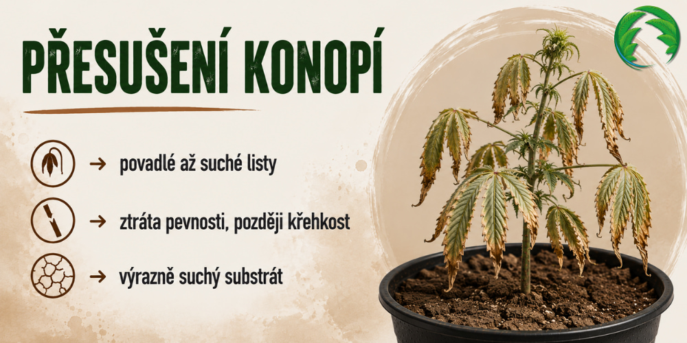 Přesušená rostlina marihuany
