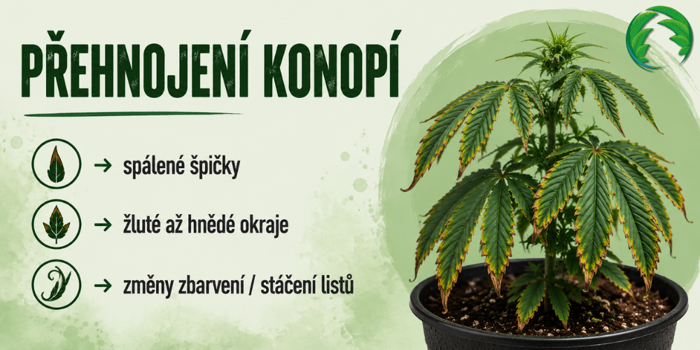 Přehnojená rostlina konopí