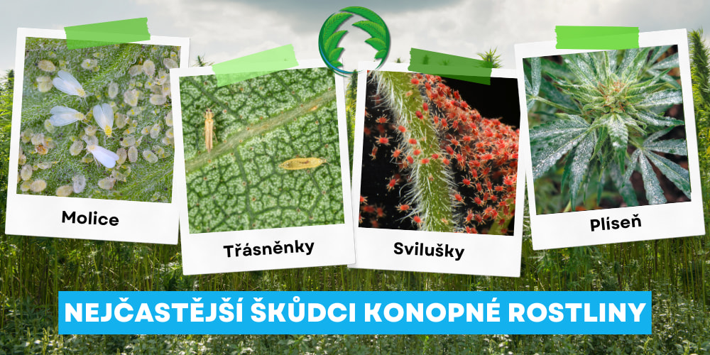 Konopí a škůdci