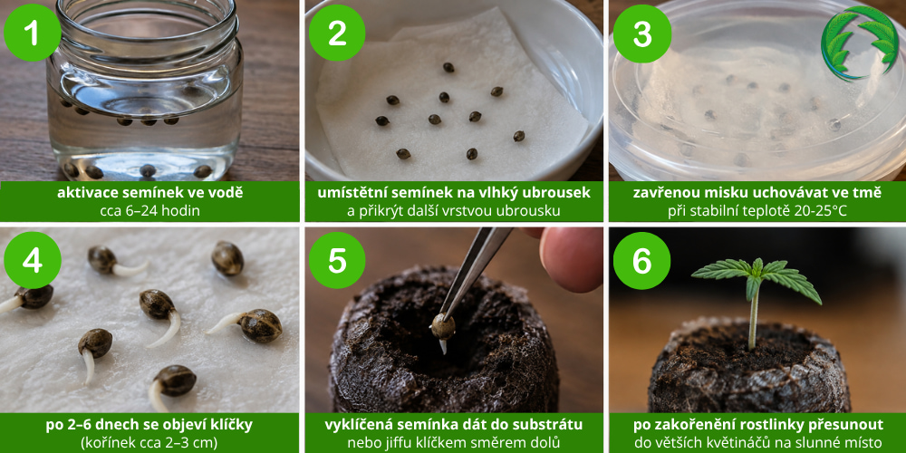 Nejověřenější metoda klíčení semínek marihuany Světa Semínek
