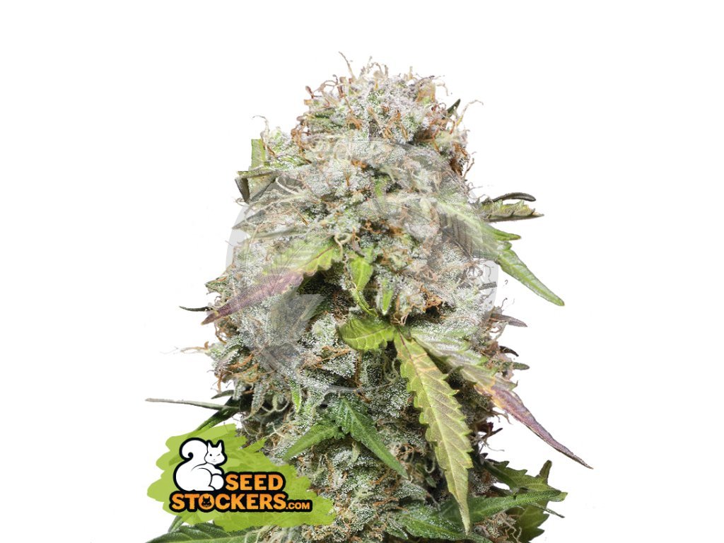 Jack Herer Auto - Seed Stockers