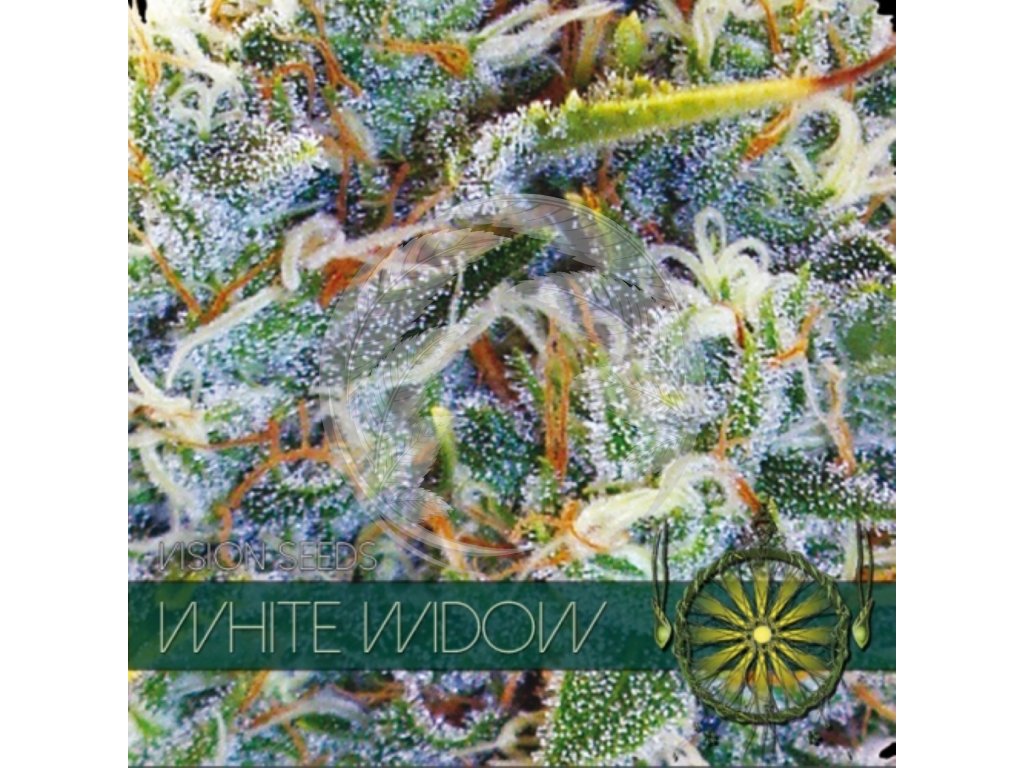 vision seeds white widow 500x500