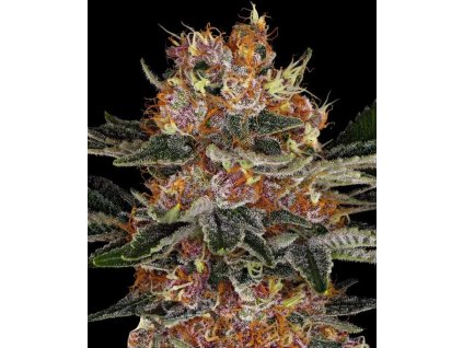 Purple Punch autoflower