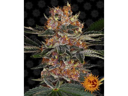 purple punch samonakvétací semena marihuany