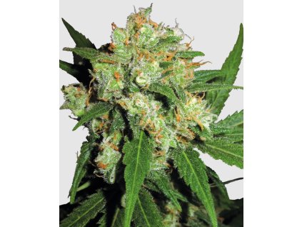 Sensi Skunk Fem Sensi Seeds