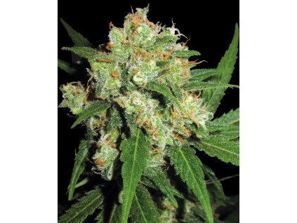 Sensi Skunk feminized seeds