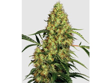 Mexican Sativa fem sensi seeds