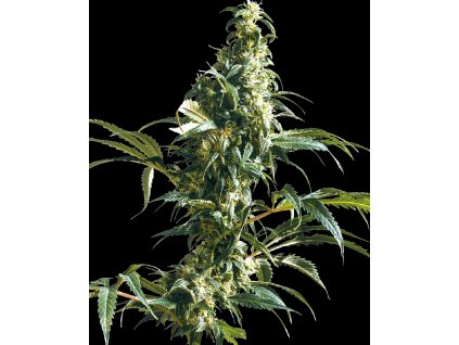 Mexican Sativa Feminized