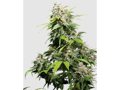 California Indica Feminized