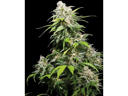 California Indica Feminized