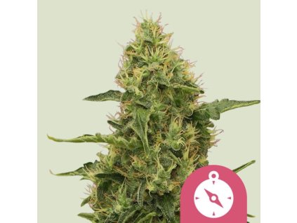 northern light feminized