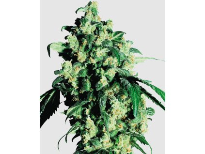 Super Skunk feminizovaná semínka