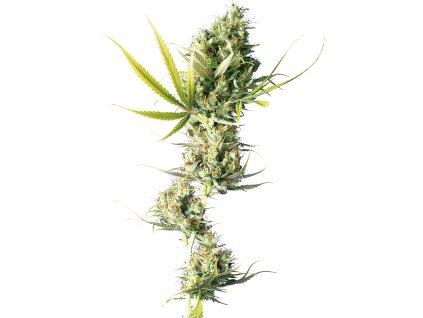 Durban Feminized