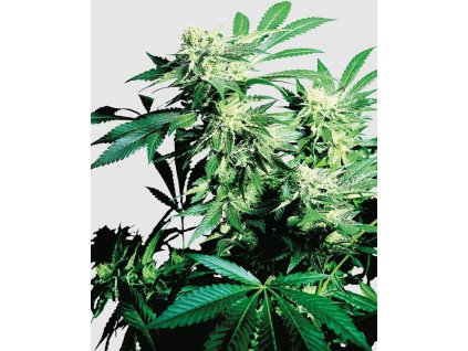 Skunk Kush feminizovaná semínka