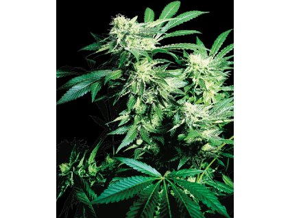 Skunk Kush feminizovaná semínka