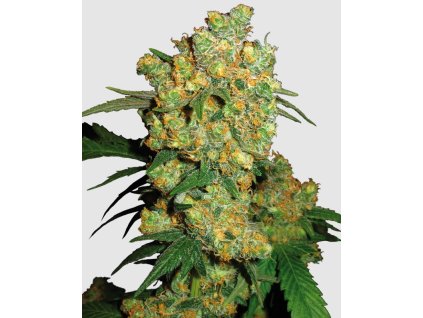 Big Bud Feminized