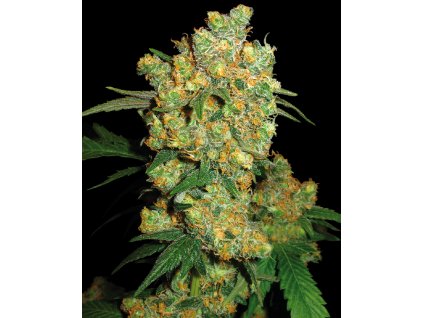 Big Bud Feminized