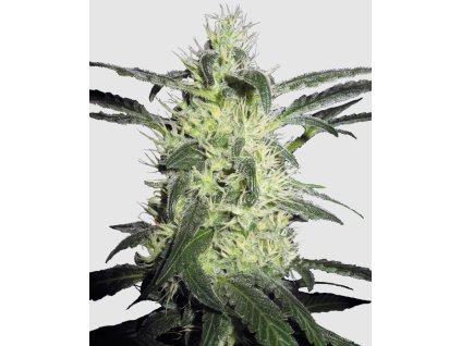 Silver Haze feminized