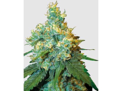 Jack Herer fem sensi seeds