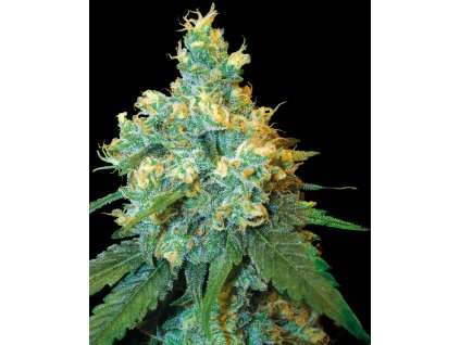 Jack Herer Feminized