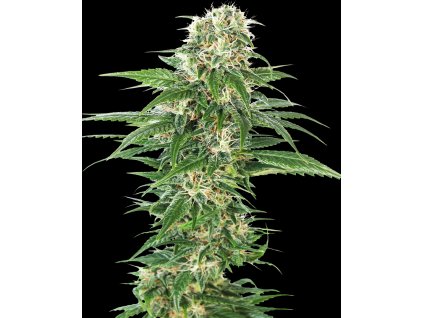 Early Skunk autoflower seeds