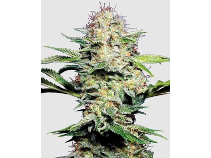 Sensi Skunk Auto Sensi Seeds