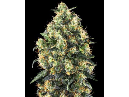 Super Skunk samonakvétací semena marihuany