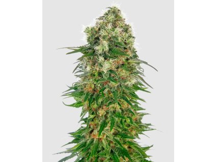 Shiva Skunk Auto Sensi Seeds