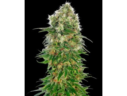 Shiva Skunk samonakvétací semena marihuany
