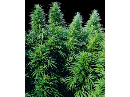 Ruderalis Skunk regular seeds