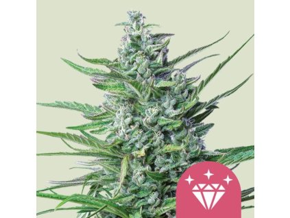Special kush 1 feminized