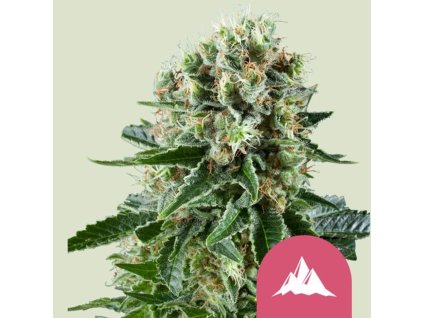 critical kush feminized