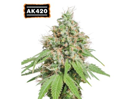 ak420 feminizovana semena marihuany